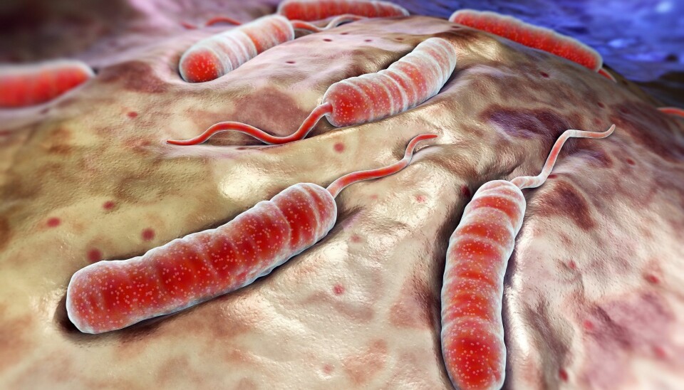 Denne bakterien tar livet av 100 000 mennesker hvert år. (Illustrasjon: Colourbox)