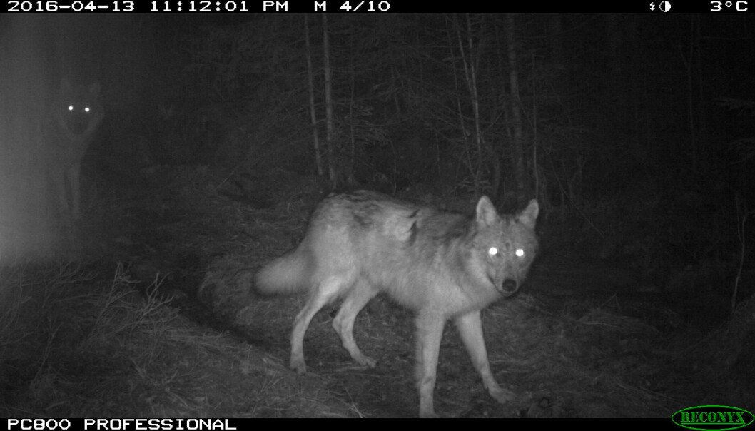 Nye bilder av ulvevalper i Østmarka