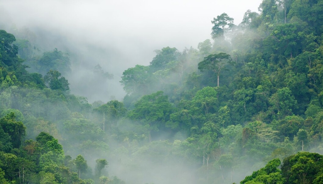 Regnskog i Thailand. Det blir mer av den, ifølge en ny studie. (Illustrasjonsbilde: Shutterstock/NTB Scanpix) Regnskog i Thailand. Det blir mer av den, ifølge en ny studie. (Illustrasjonsbilde: Shutterstock/NTB Scanpix)