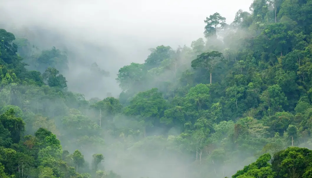 Regnskog i Thailand. Det blir mer av den, ifølge en ny studie. (Illustrasjonsbilde: Shutterstock/NTB Scanpix) Regnskog i Thailand. Det blir mer av den, ifølge en ny studie. (Illustrasjonsbilde: Shutterstock/NTB Scanpix)