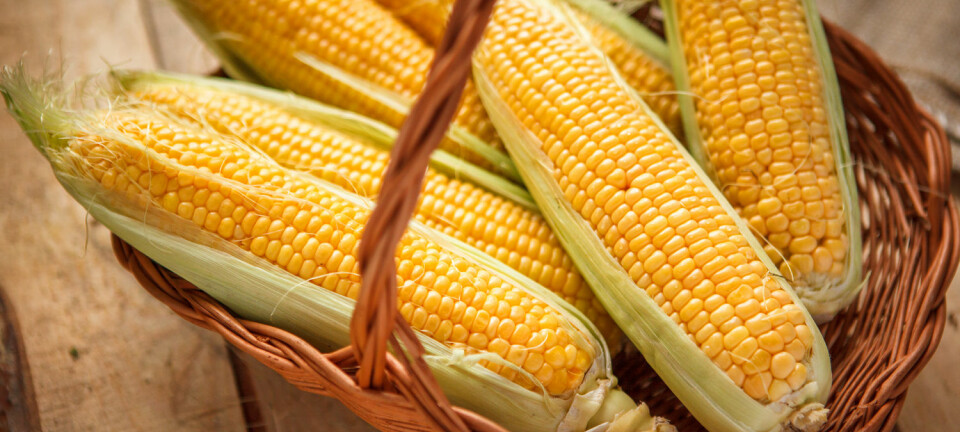Den genmodifiserte maisen kan ikke sies å ha egenskaper som gjør den bedre for norske forbrukere, mener Miljødirektoratet. De har likevel gått inn for å innføre den. (Foto: Studio 52, Shutterstock, NTB Scanpix)