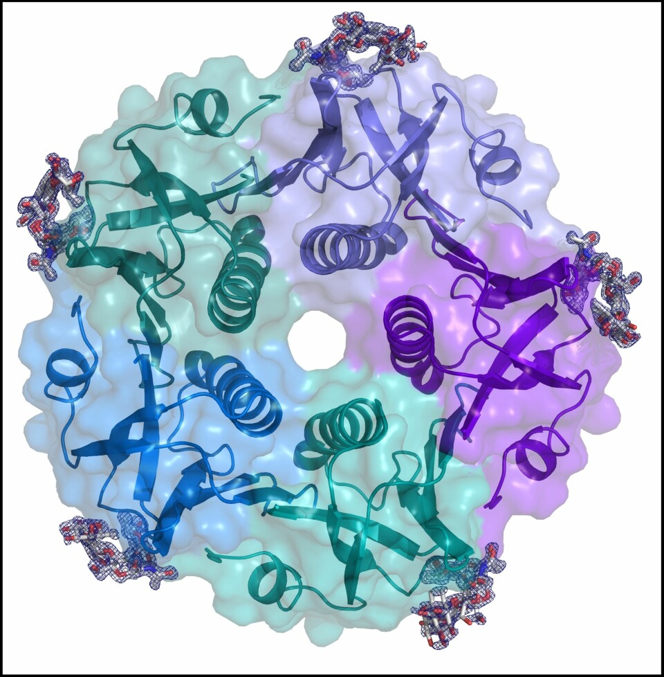 Den tredimensjonale strukturen til koleratoksin bundet til blodtype 0-molekyler. Koleratoksin består av fem like enheter som går sammen i en smultringform. Blodtypemolekylene er mindre og fester seg til utsiden av ringen (i hvitt og rødt). (Foto: (Illustrasjon: Heggelund mfl. 2016))