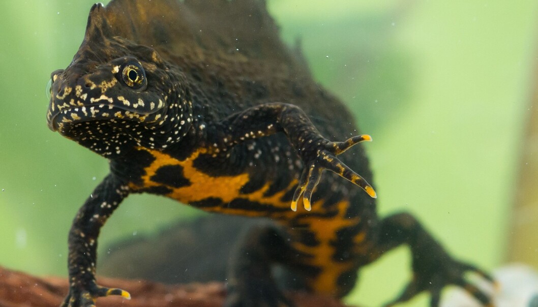 Leveområdene til storsalamanderen i Norge forsvinner. Fortsetter utviklingen, vil trolig to tredjedeler av bestanden i Norge være borte om 100 år. (Foto: Børre K. Dervo, NINA) Leveområdene til storsalamanderen i Norge forsvinner. Fortsetter utviklingen, vil trolig to tredjedeler av bestanden i Norge være borte om 100 år. (Foto: Børre K. Dervo, NINA)