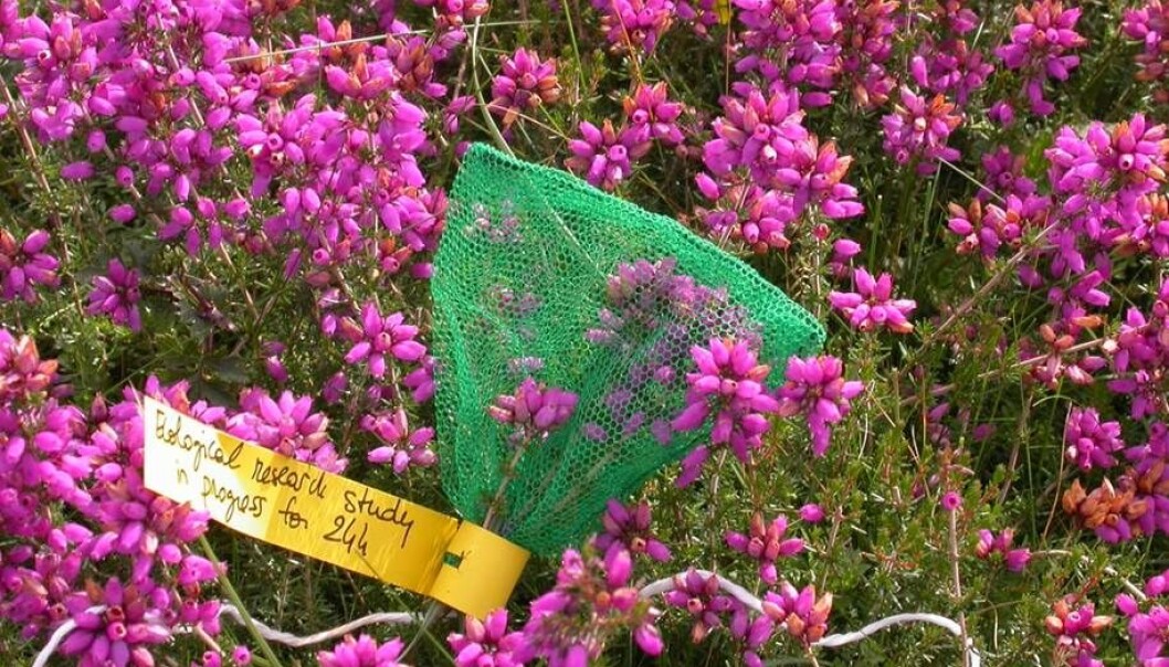 Lyngplanter er rike på nektar og difor populære blant insekta. Klokkelyng - Erica tetralix - er vanleg i lyngheiar langs atlanterhavskysten. Den grøne posen hindrar insekt i å suge nektar frå plantekjertlane i 24 timar. Metoden sikrar at nektarmålinga blir nøyaktig. (Foto: Mathilde Baude) Lyngplanter er rike på nektar og difor populære blant insekta. Klokkelyng - Erica tetralix - er vanleg i lyngheiar langs atlanterhavskysten. Den grøne posen hindrar insekt i å suge nektar frå plantekjertlane i 24 timar. Metoden sikrar at nektarmålinga blir nøyaktig. (Foto: Mathilde Baude)
