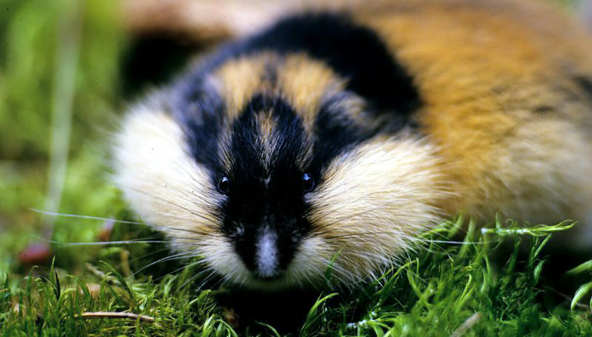 The Norway lemming is a small rodent that looks like a hamster. Lemmings  live in cold, snowy places in northern Europe, namely Norway. Discover more  about these clever mammals in All About