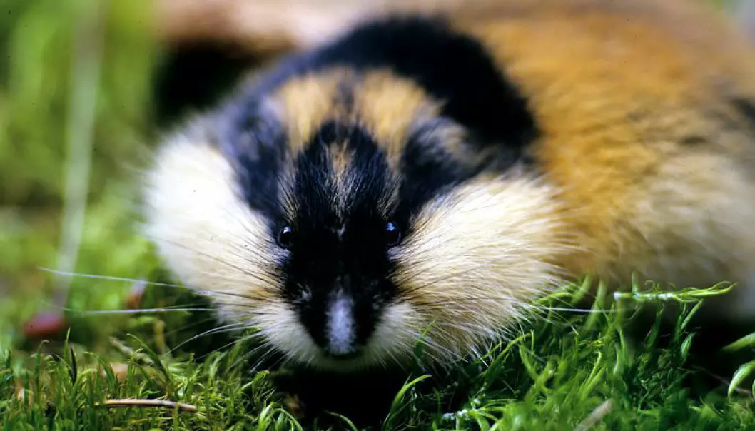 The lemming has a potentially high rate of reproduction; the animals can become sexually mature at only three weeks old, and a female can have three to five litters during the course of a summer. (Photo: Fram Centre).