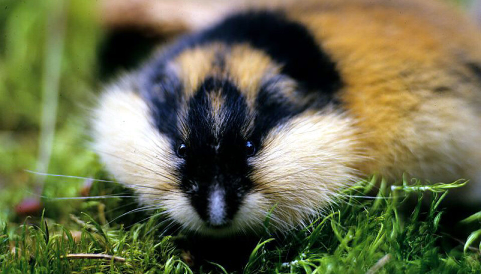 Little lemmings are monitored from space