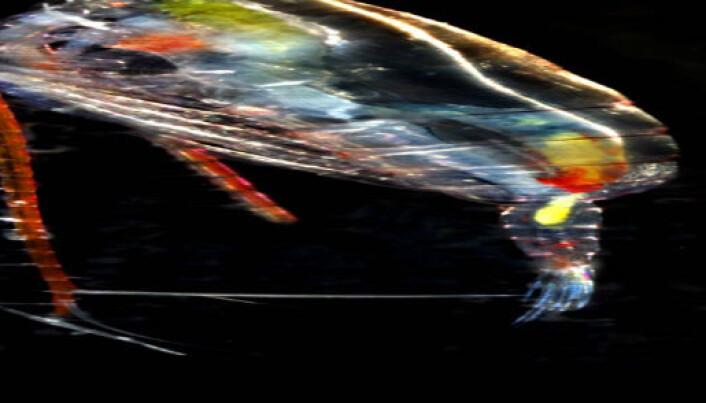 A warmer Arctic causes fish to move