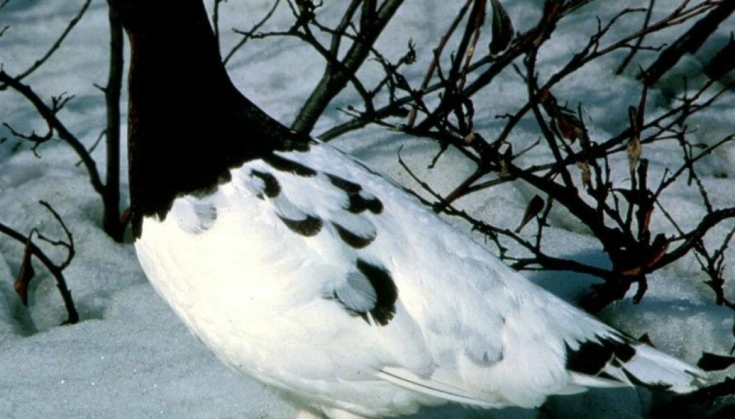 The willow ptarmigan population is declining. (Photo: Wikipedia Commons)