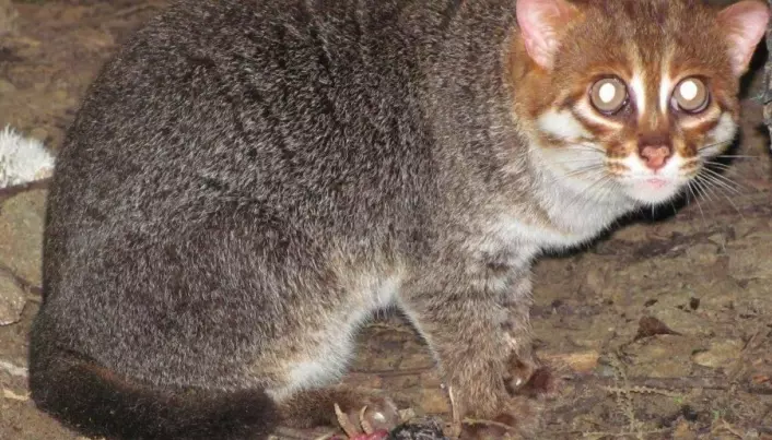 Rare flat-headed cat caught on video