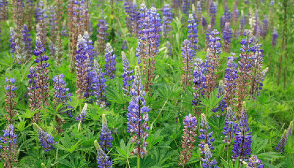 Lupins are examples of so-called “new” and “hidden” allergens. (Photo: Colourbox)