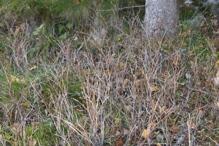 Blåbærlyng i Lofoten helt død etter kraftig bjørkemålerutbrudd. Noen få nye skudd dannes fra rota. (Foto: Jarle W. Bjerke) Blåbærlyng i Lofoten helt død etter kraftig bjørkemålerutbrudd. Noen få nye skudd dannes fra rota. (Foto: Jarle W. Bjerke)