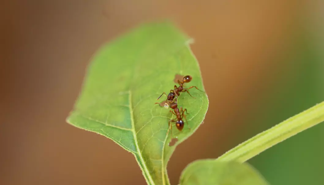Plante bruker maur som vaktbikkje