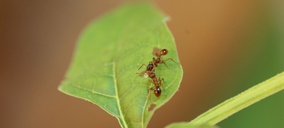 Maur forsyner seg av søt saft fra sår i bladene til slyngsøtvier.  (Foto: Tobias Lortzing)