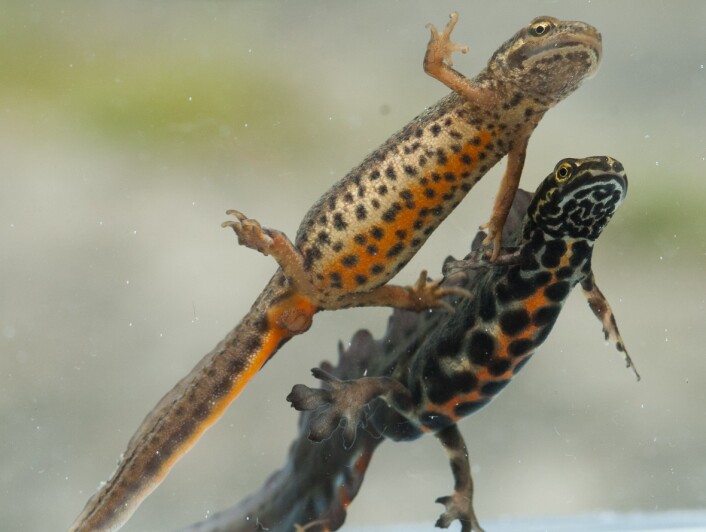 Salamandere er amfibier. I Norge finnes artene storsalamander og småsalamander rundt Oslo, Bergen og Trondheimsfjorden. (Foto: Børre K. Dervo, NINA) Salamandere er amfibier. I Norge finnes artene storsalamander og småsalamander rundt Oslo, Bergen og Trondheimsfjorden. (Foto: Børre K. Dervo, NINA)