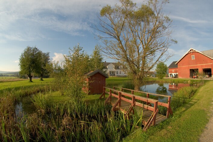 Storsalamanderen legger egg under vann. Ifølge en ny rapport forsvinner rundt én prosent av yngleplassene til storsalamanderen hvert år. (Foto: Børre K. Dervo, NINA) Storsalamanderen legger egg under vann. Ifølge en ny rapport forsvinner rundt én prosent av yngleplassene til storsalamanderen hvert år. (Foto: Børre K. Dervo, NINA)