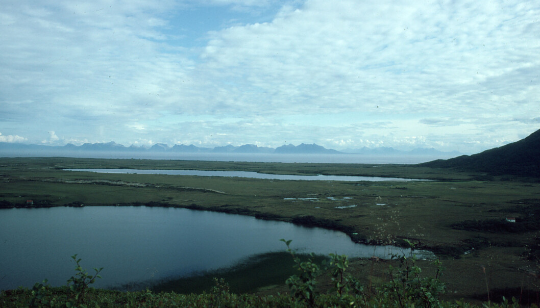 Spruce and pine survived here: Researchers found DNA traces of spruce and pine from the last glacial period in Endletvatn, in Andøya (in the background). Photo: Torbjørn Alm, University of Tromsø. (Photo: Torbjørn Alm, University of Tromsø) Spruce and pine survived here: Researchers found DNA traces of spruce and pine from the last glacial period in Endletvatn, in Andøya (in the background). Photo: Torbjørn Alm, University of Tromsø. (Photo: Torbjørn Alm, University of Tromsø)