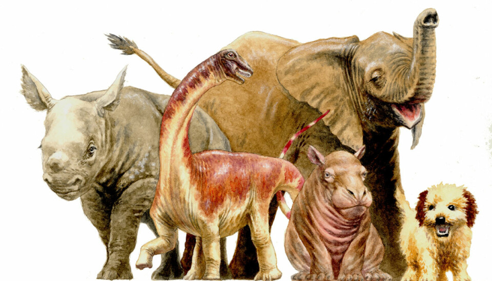 Baby-rapetosaurus var omtrent like stor som tilsvarende unger av dagens store dyr. Men den ble mye større som voksen. Og den hadde voksne proporsjoner helt fra den kom ut av egget, ifølge ny forskning.  (Illustrasjon: D. Vital)