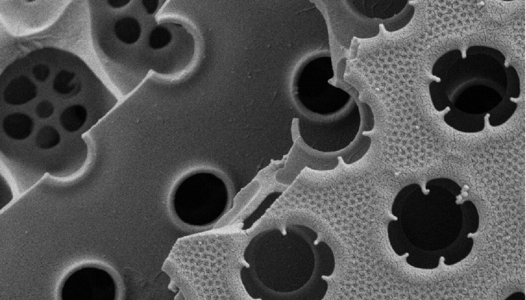 The diatom Coscinodiscus wailesii has shells that are built out of several layers of silica. Pores and patterns form cylinders that absorb all light without letting any out. (Photo: Anita Fossdal/SINTEF Materials and Chemistry) The diatom Coscinodiscus wailesii has shells that are built out of several layers of silica. Pores and patterns form cylinders that absorb all light without letting any out. (Photo: Anita Fossdal/SINTEF Materials and Chemistry)