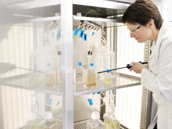 Algae are picky eaters. Here, Matilde Skogen Chauton tries out different combinations of silicates, carbon dioxide, nitrogen, phosphorus, zinc, vitamins and trace minerals. (Photo: Geir Mogen)
Algae are picky eaters. Here, Matilde Skogen Chauton tries out different combinations of silicates, carbon dioxide, nitrogen, phosphorus, zinc, vitamins and trace minerals. (Photo: Geir Mogen)