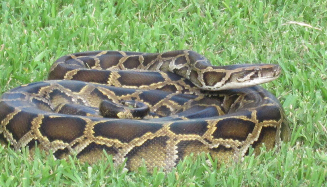 Alien Nightmare: The non-native Burmese python, which has drastically reduced mammal populations in the Florida Everglades, is a good example of the damage that invasive species can cause. (Photo: Nancy Bazilchuk) Alien Nightmare: The non-native Burmese python, which has drastically reduced mammal populations in the Florida Everglades, is a good example of the damage that invasive species can cause. (Photo: Nancy Bazilchuk)
