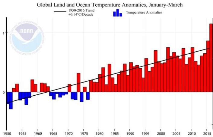 Global temperatur for årets tre første måneder, med tilhørende trend-kurve, for årene 1950-2016, i følge NOAA. (Bilde: NOAA) Global temperatur for årets tre første måneder, med tilhørende trend-kurve, for årene 1950-2016, i følge NOAA. (Bilde: NOAA)