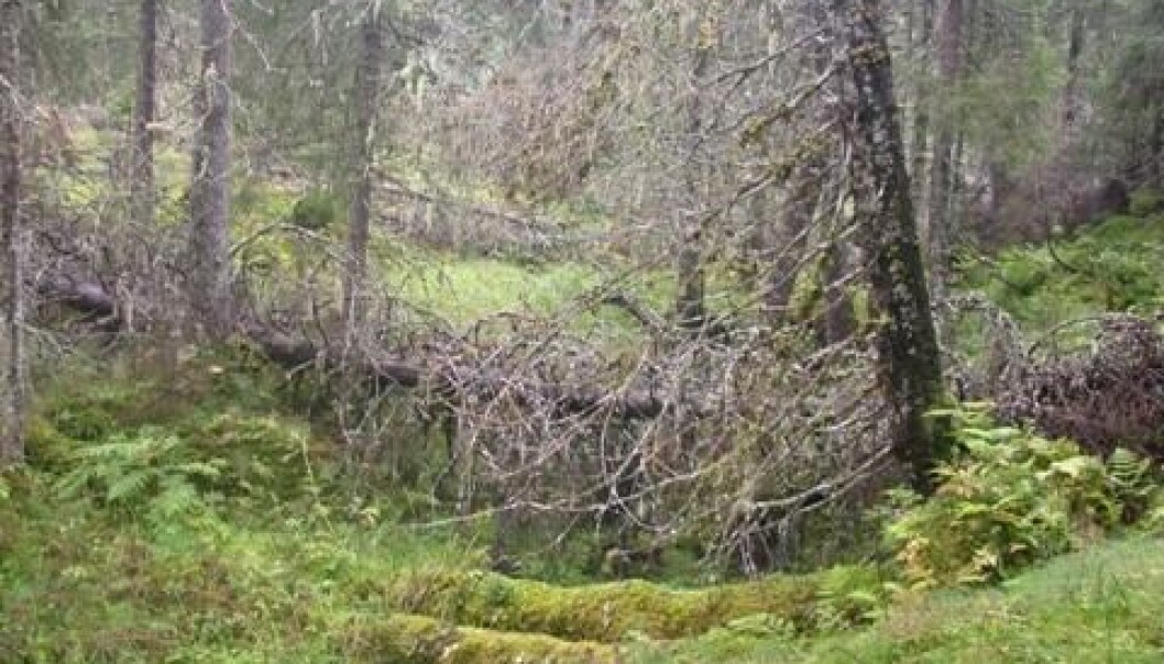 Boreal rainforest in Norway’s Nord-Trøndelag county. (Photo: Håkon Holien) Boreal rainforest in Norway’s Nord-Trøndelag county. (Photo: Håkon Holien)