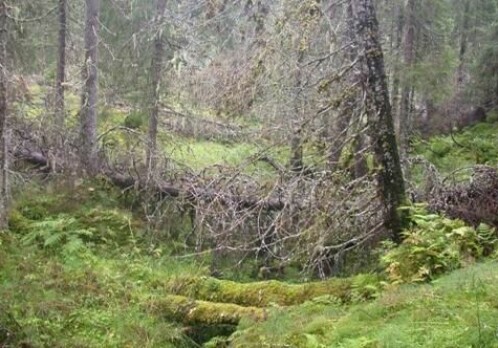 Hidden secrets in the world’s most northerly rainforests