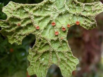 Tree lungwort (Lobaria pulmonaria). (Photo: Håkon Holien) Tree lungwort (Lobaria pulmonaria). (Photo: Håkon Holien)
