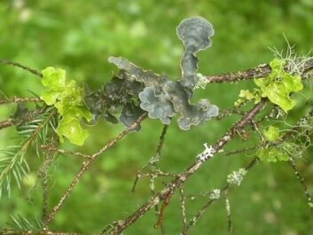 From the left: tree lungwort (Lobaria pulmonaria), kidney lichen (Nephroma sp.) and textured lungwort (Lobaria scrobiculata). (Photo: Olga Hilmo)
From the left: tree lungwort (Lobaria pulmonaria), kidney lichen (Nephroma sp.) and textured lungwort (Lobaria scrobiculata). (Photo: Olga Hilmo)