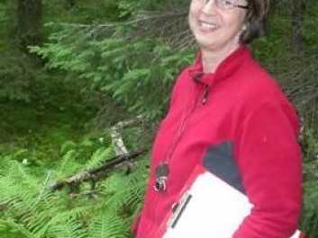 Olga Hilmo in the rainforest in Nord Trøndelag, county, Norway. (Photo: NTNU) Olga Hilmo in the rainforest in Nord Trøndelag, county, Norway. (Photo: NTNU)