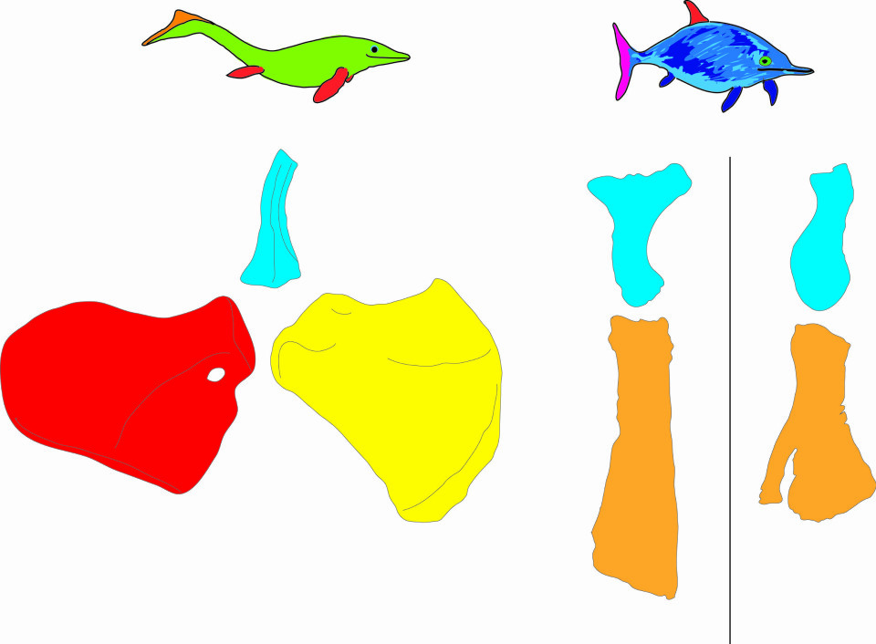 T.v.: Fiskeøgle fra trias, hofta under. T.h.: Fiskeøgle fra sein jura, hoftene fra to av Slottsmøya-artene under, hhv Janusaurus og Cryopterygius. (Foto: Tegning: LLD)