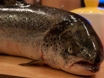 Researchers discovered that certain types of nanosilver adversely affected salmon gill function and that the toxic effect was greater than expected. (Photo: Colourbox) Researchers discovered that certain types of nanosilver adversely affected salmon gill function and that the toxic effect was greater than expected. (Photo: Colourbox)