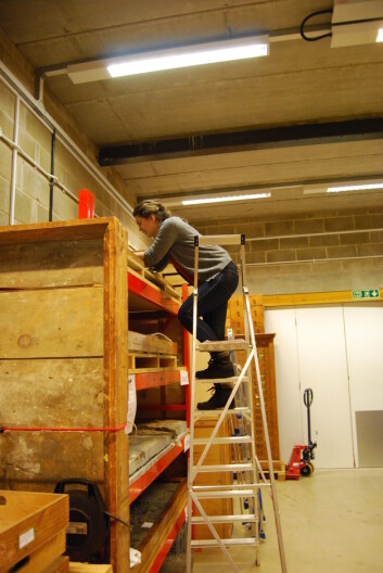 Er det noen hofter her oppe mon tro? På jakt i Cambridge University sin fiskeøglesamling i fjor. Foto: Aubrey Roberts Er det noen hofter her oppe mon tro? På jakt i Cambridge University sin fiskeøglesamling i fjor. Foto: Aubrey Roberts
