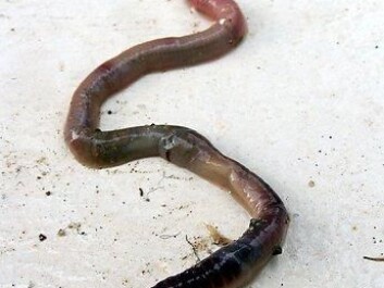 After feeding earthworms horse dung containing radioactive nanoparticles, researchers were able to detect the radiation and follow its trail. (Photo: Colourbox) After feeding earthworms horse dung containing radioactive nanoparticles, researchers were able to detect the radiation and follow its trail. (Photo: Colourbox)