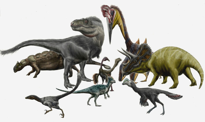 Flere forskjellige dinosaurer, blant annet triceratops som har blitt funnet i Hell Creek-formasjonen i USA. Disse dinosaurene levde i den siste dinosaur-tiden på jorda, og døde ut for 66 millioner år siden. (Foto: (bilde: Durbed/CC BY-SA 3.0)) Flere forskjellige dinosaurer, blant annet triceratops som har blitt funnet i Hell Creek-formasjonen i USA. Disse dinosaurene levde i den siste dinosaur-tiden på jorda, og døde ut for 66 millioner år siden. (Foto: (bilde: Durbed/CC BY-SA 3.0))