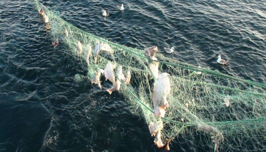 Spøkelsesgarn: Garn som sliter seg, fanger levende fisk i årevis før de brytes ned til mikroplast. (Foto: Gjermund Langedal/Fiskeridirektoratet.) Spøkelsesgarn: Garn som sliter seg, fanger levende fisk i årevis før de brytes ned til mikroplast. (Foto: Gjermund Langedal/Fiskeridirektoratet.)