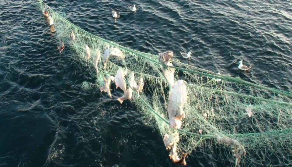 Spøkelsesgarn: Garn som sliter seg, fanger levende fisk i årevis før de brytes ned til mikroplast. (Foto: Gjermund Langedal/Fiskeridirektoratet.)