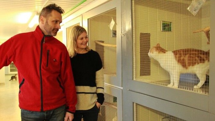 Jo Bjørn og Anne Britt Skatval, har drevet kattehotellet i mange år. Her i prat med katten Chili. (Foto: Mari Svenning.) Jo Bjørn og Anne Britt Skatval, har drevet kattehotellet i mange år. Her i prat med katten Chili. (Foto: Mari Svenning.)