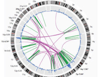 The big wheel shows the entire genome with 24 chromosomes. The curved lines in the middle show how the gene materials have swapped places. The mathematical pattern shows that the patient has a serious type of breast cancer. (Figure: Ole Christian Lingjærde) The big wheel shows the entire genome with 24 chromosomes. The curved lines in the middle show how the gene materials have swapped places. The mathematical pattern shows that the patient has a serious type of breast cancer. (Figure: Ole Christian Lingjærde)
