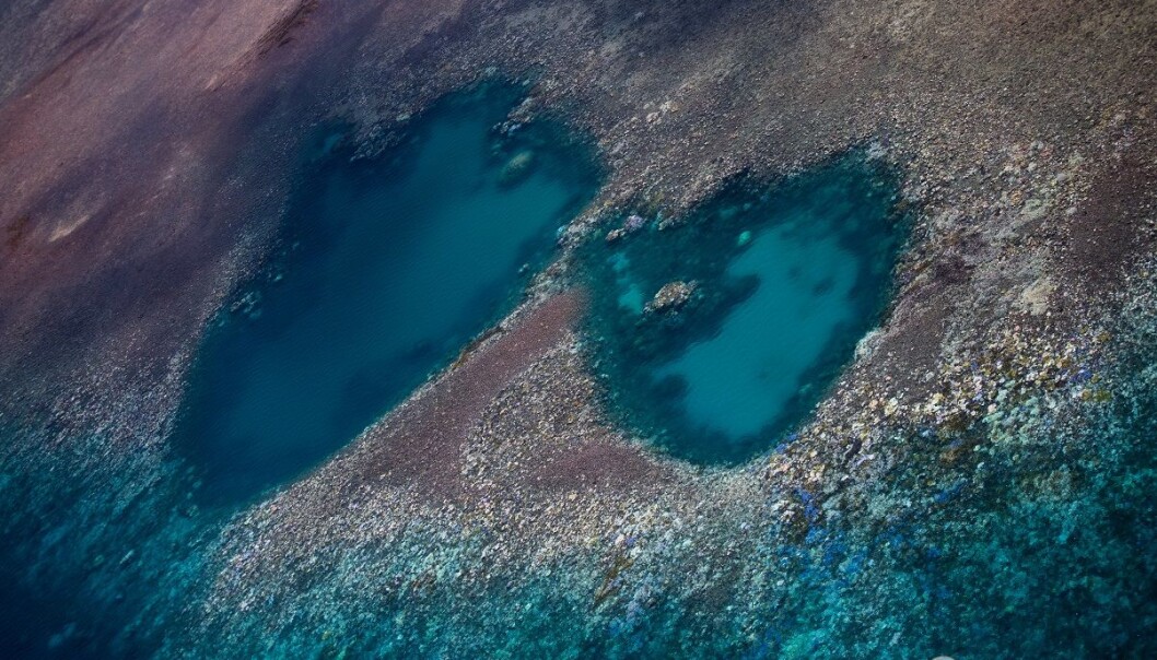 Mesteparten av den nordlige delen av Great Barrier Reef har blitt bleket. (Foto: ARC Center of excellence) Mesteparten av den nordlige delen av Great Barrier Reef har blitt bleket. (Foto: ARC Center of excellence)
