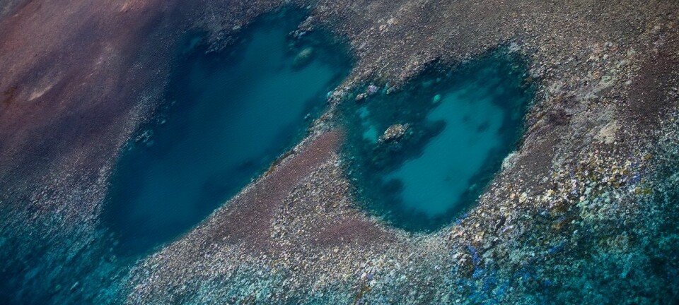 Mesteparten av den nordlige delen av Great Barrier Reef har blitt bleket. (Foto: ARC Center of excellence)