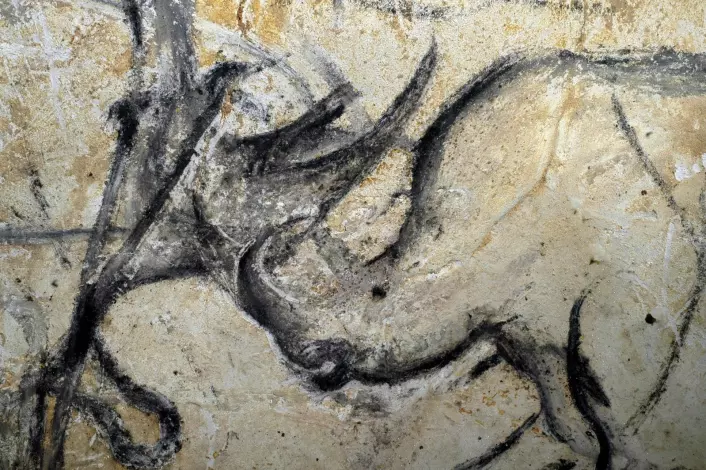 Neshorn i kamp. Andre grotter med hulemalerier har gjerne bilder av hester, kveg og mammuter. I Chauvet-grotten finnes i tillegg bilder av utdøde dyr som huleløve og hulebjørn og hulehyene.