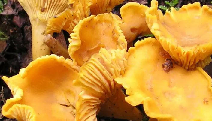 Warmer climate prolongs mushroom season