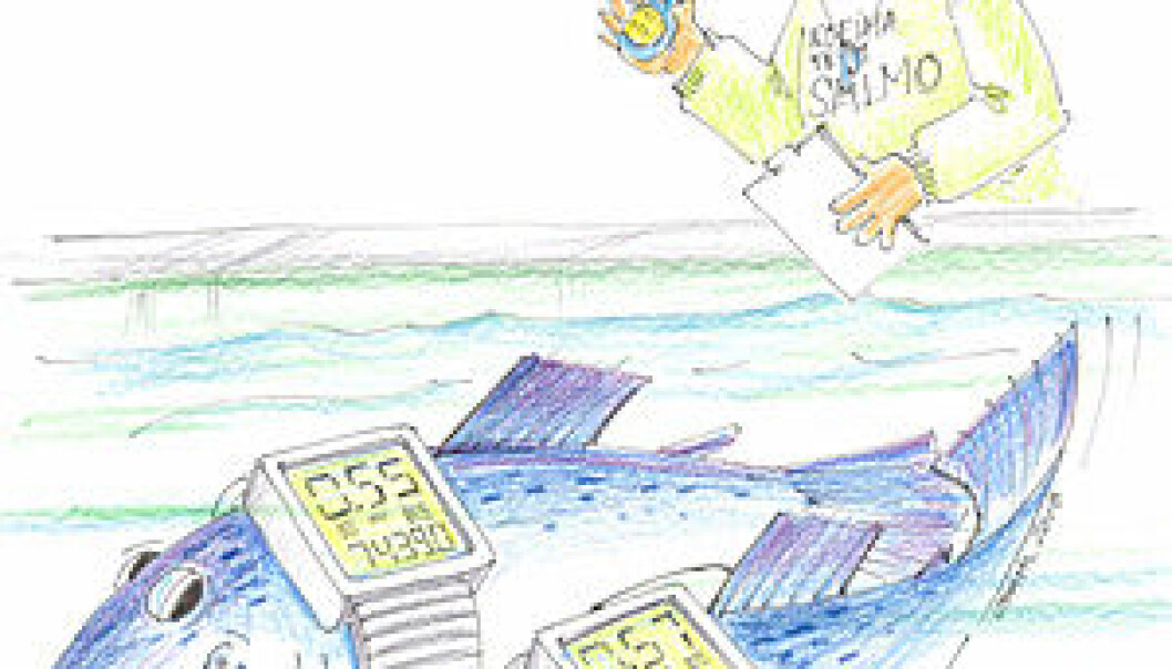 The survival rate are higher among properly exercised fish than among inactive salmon. (Illustration: Oddvar Dahl) The survival rate are higher among properly exercised fish than among inactive salmon. (Illustration: Oddvar Dahl)