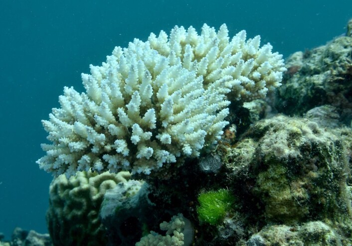 Nærbilde av en bleket korall. (Foto: Justin Marshall/Coral Watch, University of Queensland) Nærbilde av en bleket korall. (Foto: Justin Marshall/Coral Watch, University of Queensland)