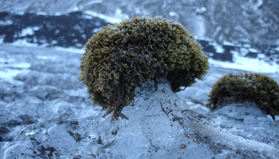 These glacier mice in Bolterdalen might be the subjects of thorough studies in the near future. (Photo: Fanny Dommanget). These glacier mice in Bolterdalen might be the subjects of thorough studies in the near future. (Photo: Fanny Dommanget).