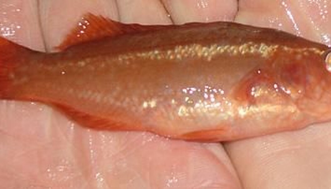 Researchers continue to seek better, less costly feed for rearing Ballan wrasse juveniles, whose preferred meal is high-priced shrimp. (Photo: Marine Harvest) Researchers continue to seek better, less costly feed for rearing Ballan wrasse juveniles, whose preferred meal is high-priced shrimp. (Photo: Marine Harvest)