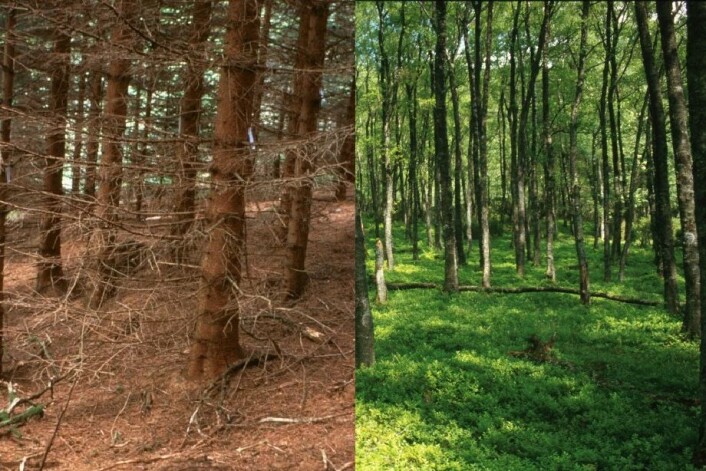 Hvilke treslag er best for klima? (Foto: O. Janne Kjønaas) Hvilke treslag er best for klima? (Foto: O. Janne Kjønaas)