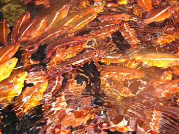 Ballan wrasse juveniles, 20 gram. (Photo: Marine Harvest) Ballan wrasse juveniles, 20 gram. (Photo: Marine Harvest)
